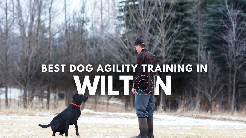 Best Dog Agility Training in Wilton