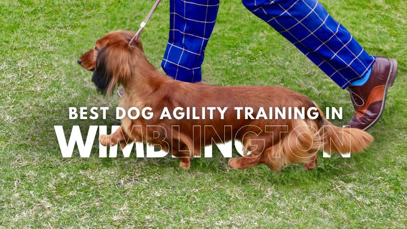 Best Dog Agility Training in Wimblington