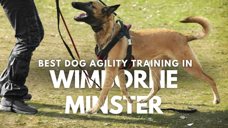 Best Dog Agility Training in Wimborne Minster