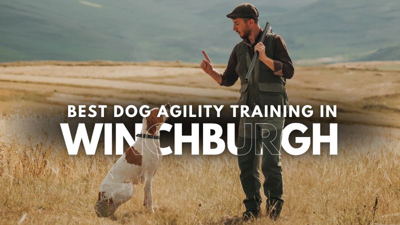 Best Dog Agility Training in Winchburgh