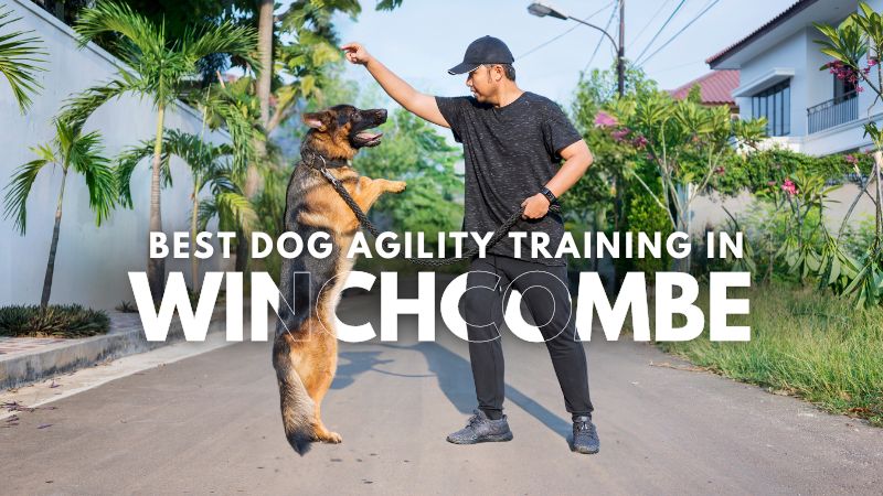 Best Dog Agility Training in Winchcombe