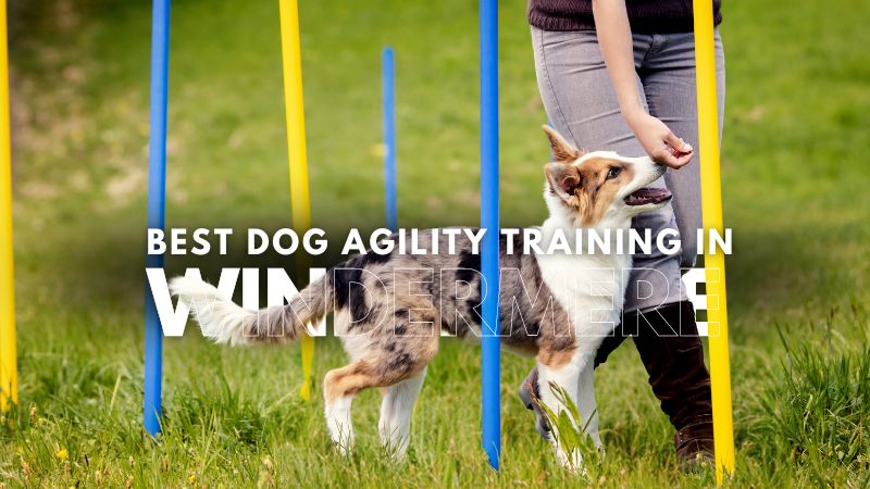 Best Dog Agility Training in Windermere