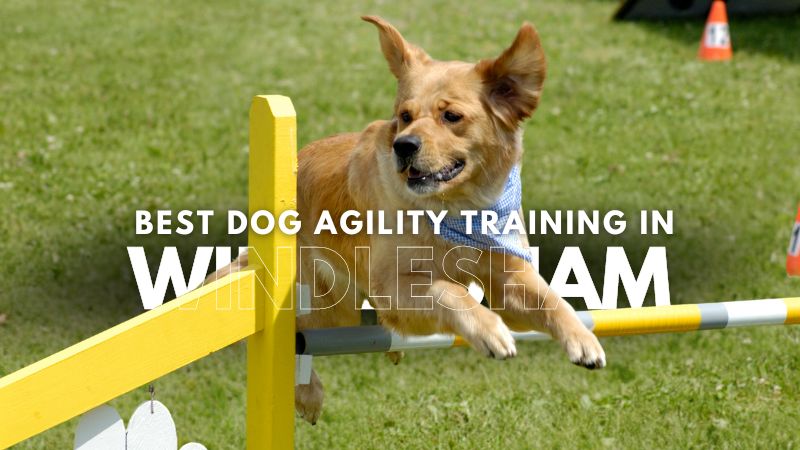 Best Dog Agility Training in Windlesham