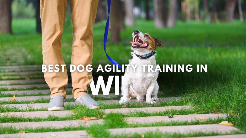 Best Dog Agility Training in Wing