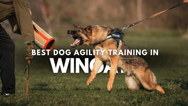 Best Dog Agility Training in Wingate