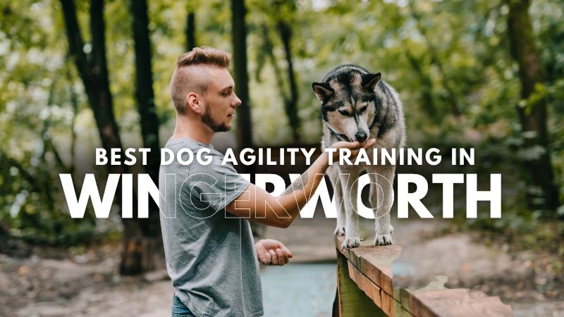 Best Dog Agility Training in Wingerworth