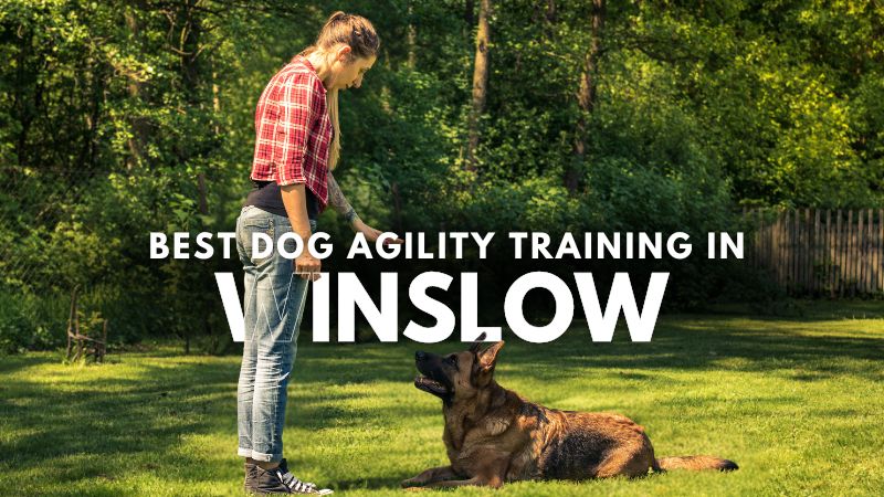 Best Dog Agility Training in Winslow