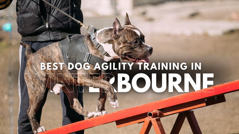 Best Dog Agility Training in Winterbourne