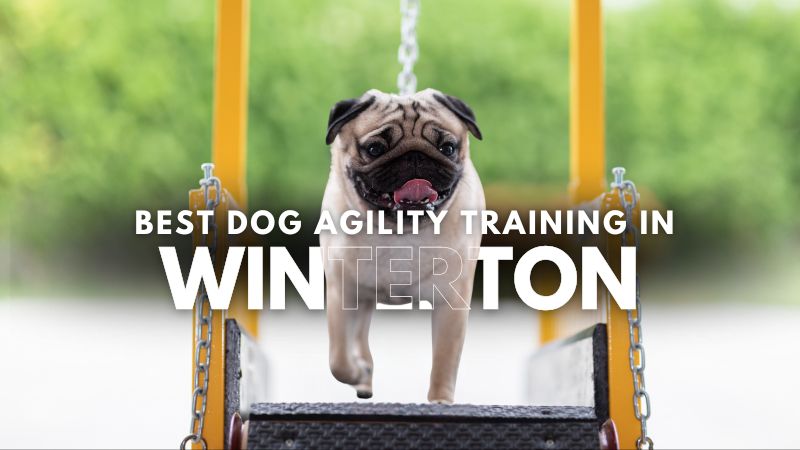 Best Dog Agility Training in Winterton