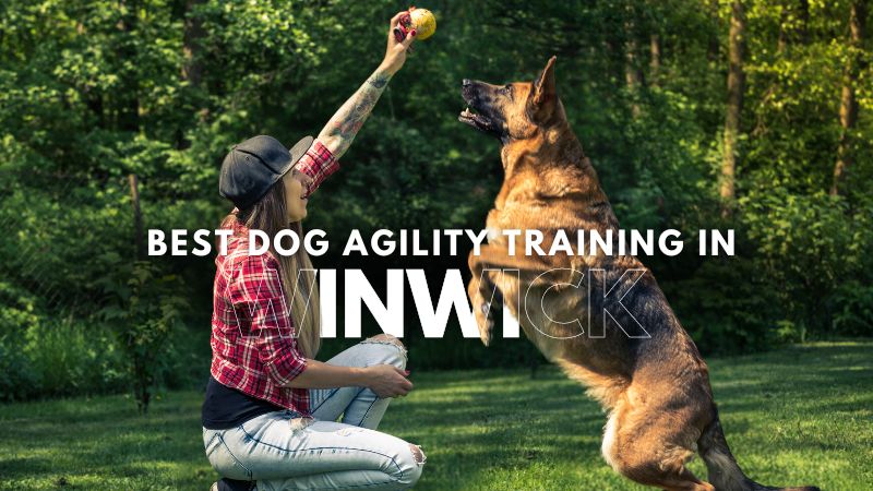 Best Dog Agility Training in Winwick