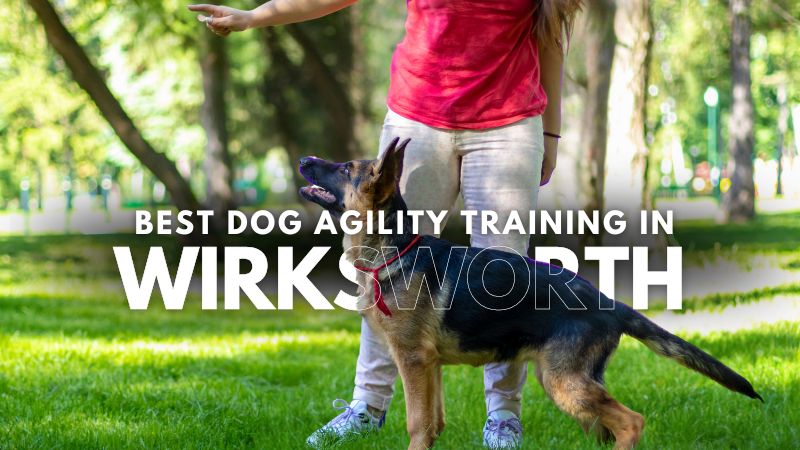 Best Dog Agility Training in Wirksworth
