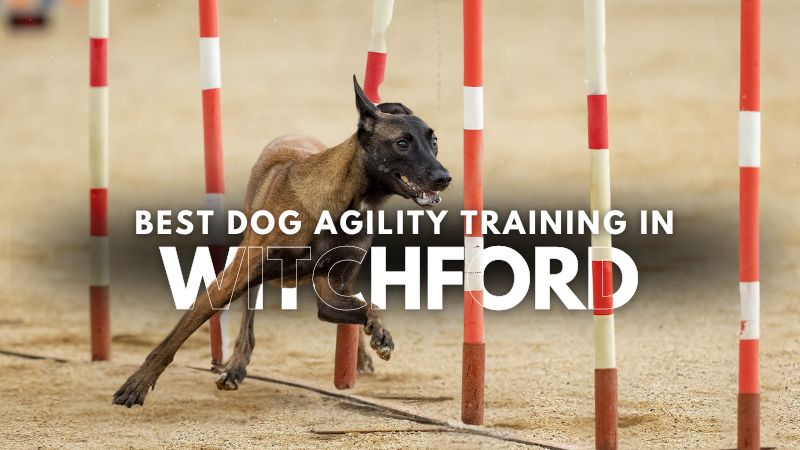 Best Dog Agility Training in Witchford