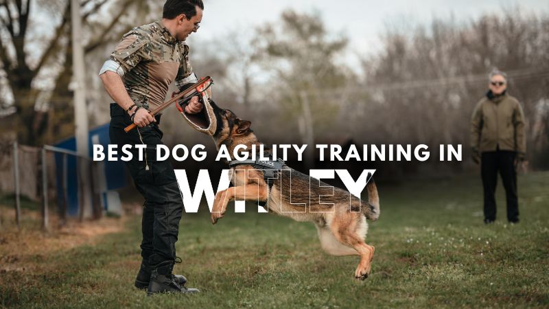 Best Dog Agility Training in Witley