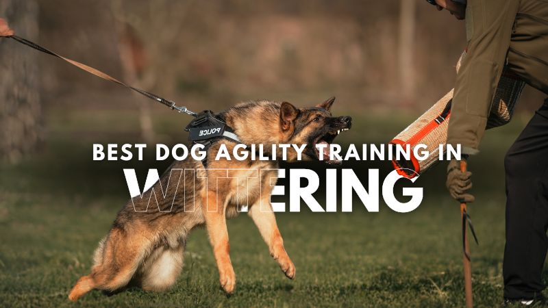 Best Dog Agility Training in Wittering