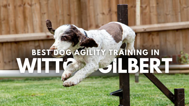 Best Dog Agility Training in Witton Gilbert