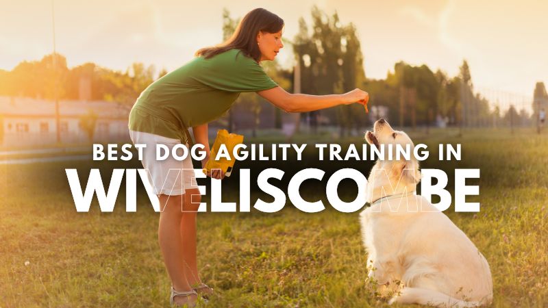 Best Dog Agility Training in Wiveliscombe