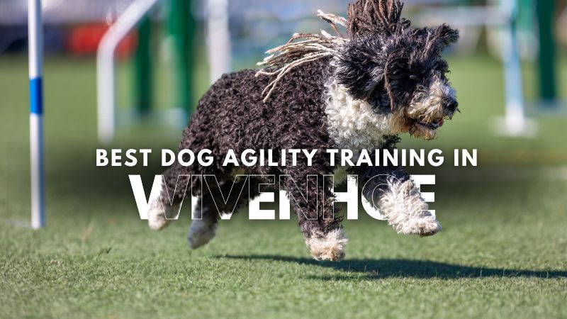 Best Dog Agility Training in Wivenhoe