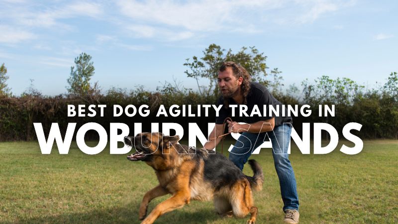 Best Dog Agility Training in Woburn Sands