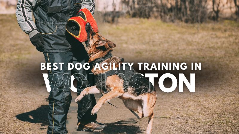 Best Dog Agility Training in Wollaston