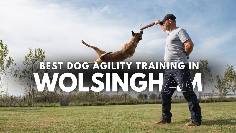 Best Dog Agility Training in Wolsingham