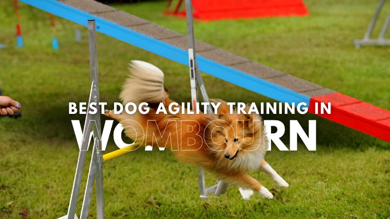 Best Dog Agility Training in Wombourn