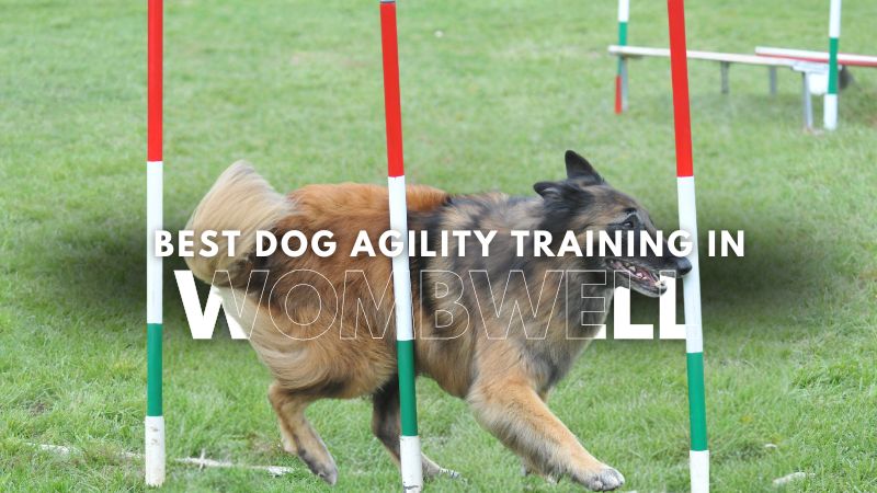 Best Dog Agility Training in Wombwell