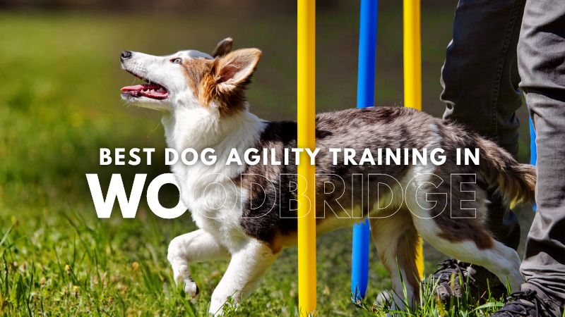 Best Dog Agility Training in Woodbridge