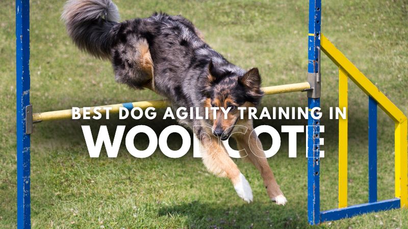 Best Dog Agility Training in Woodcote