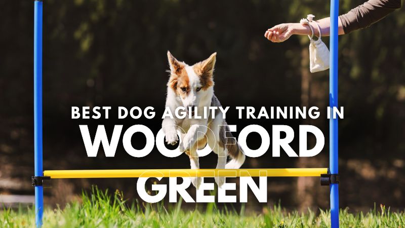Best Dog Agility Training in Woodford Green
