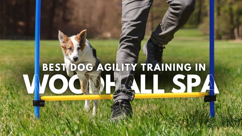 Best Dog Agility Training in Woodhall Spa