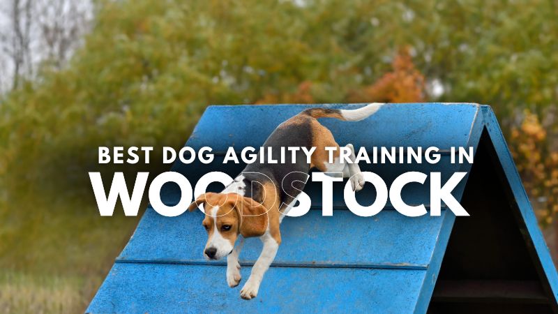 Best Dog Agility Training in Woodstock