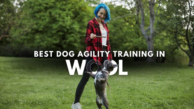 Best Dog Agility Training in Wool