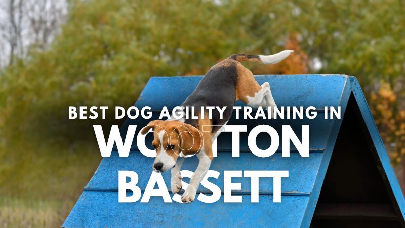 Best Dog Agility Training in Wootton Bassett