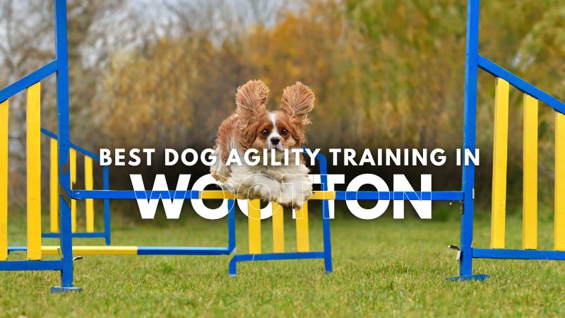 Best Dog Agility Training in Wootton