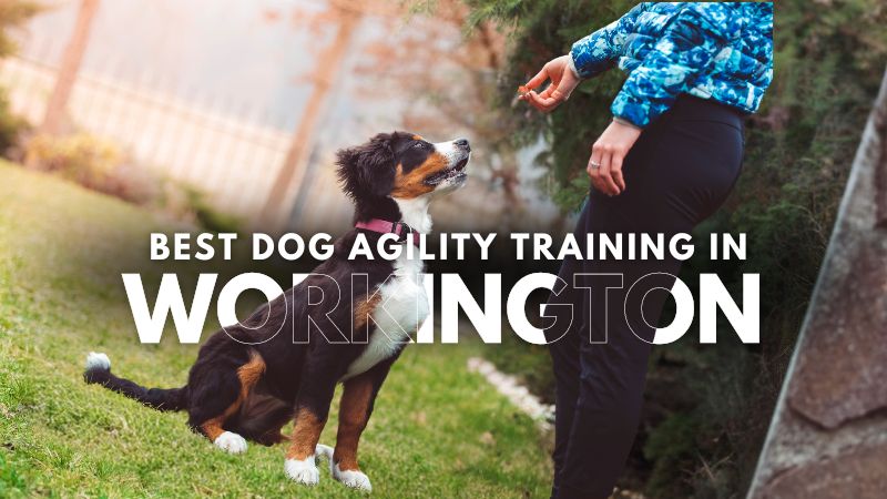 Best Dog Agility Training in Workington