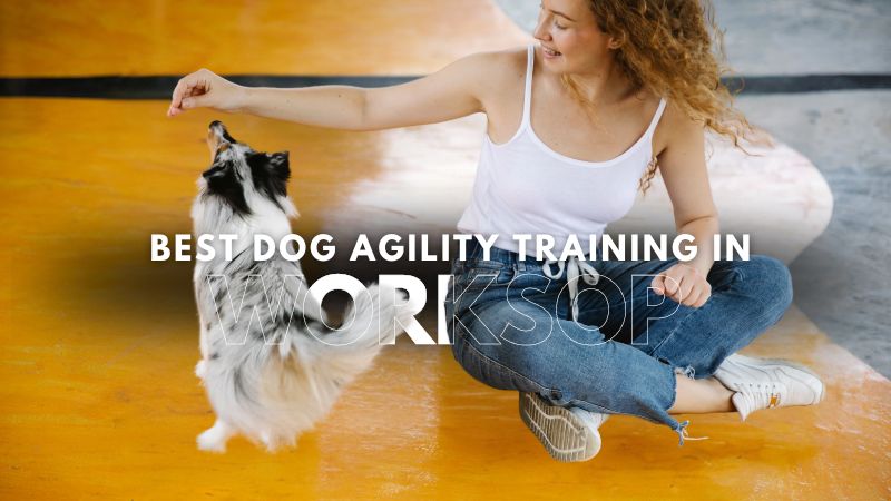 Best Dog Agility Training in Worksop