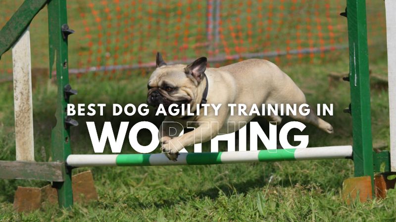 Best Dog Agility Training in Worthing