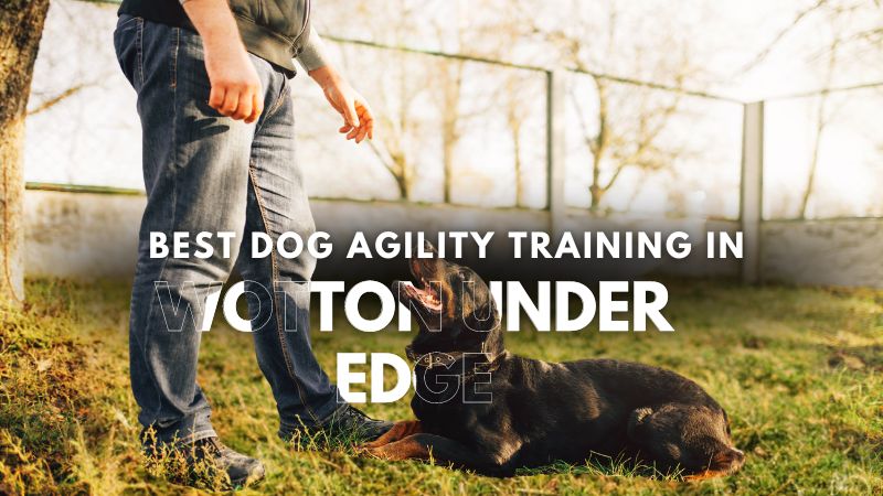 Best Dog Agility Training in Wotton Under Edge