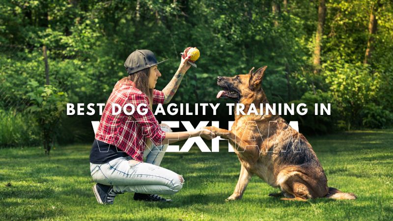 Best Dog Agility Training in Wrexham