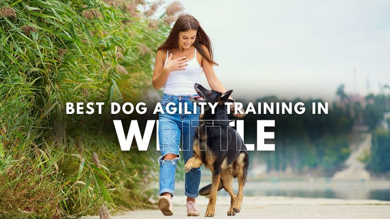 Best Dog Agility Training in Writtle