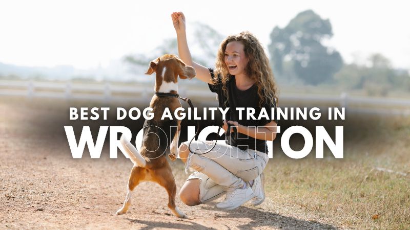 Best Dog Agility Training in Wroughton