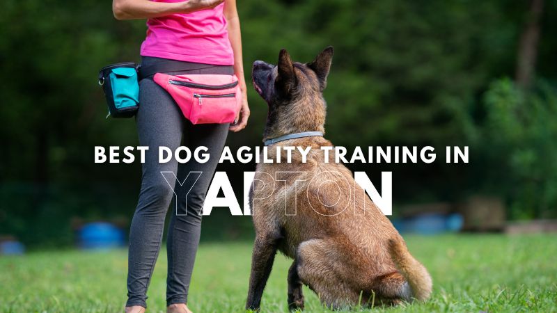 Best Dog Agility Training in Yapton