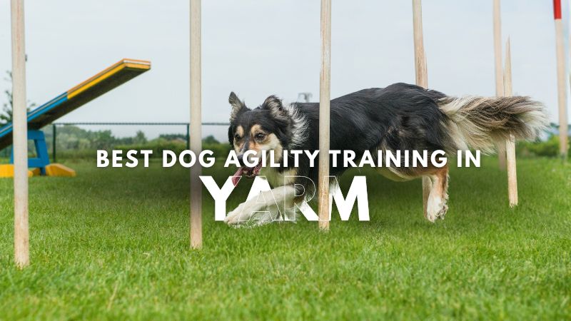 Best Dog Agility Training in Yarm