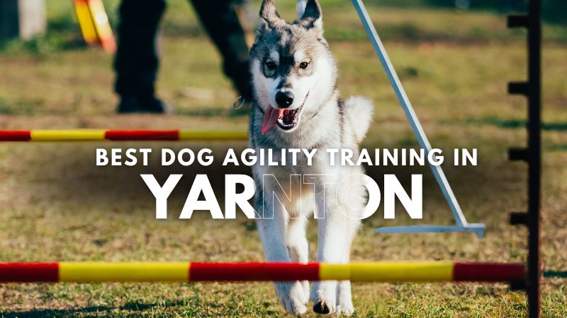 Best Dog Agility Training in Yarnton