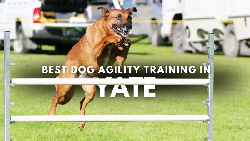 Best Dog Agility Training in Yate