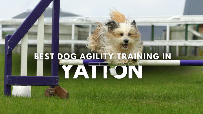 Best Dog Agility Training in Yatton