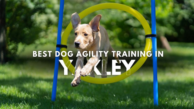 Best Dog Agility Training in Yaxley