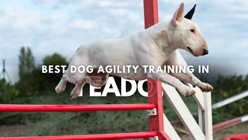 Best Dog Agility Training in Yeadon