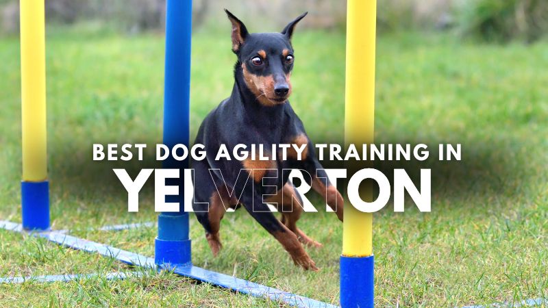 Best Dog Agility Training in Yelverton