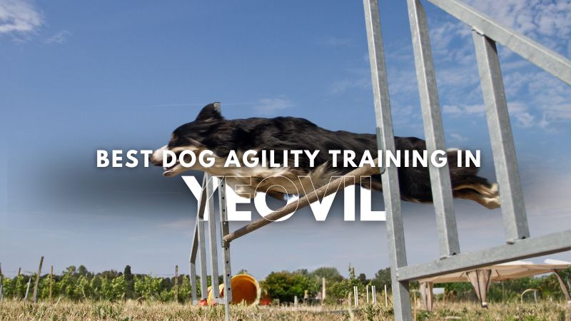 Best Dog Agility Training in Yeovil